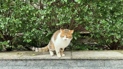 Cat walks along stone ledge near green bushes in a city garden during daytime Stock Footage 331329636