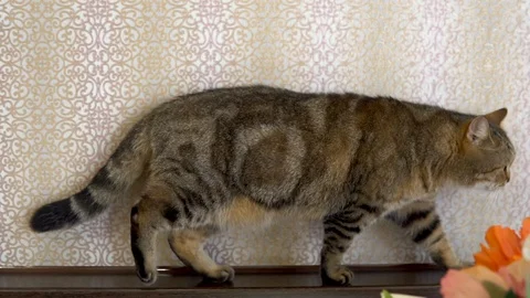 A cat walks along a window sill. A British breed cat walks around a room. Slow Stock Footage 127188768