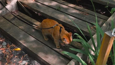 A cat walks along a wooden pathway surrounded by greenery. The cat is wearing a Stock Footage 345877203