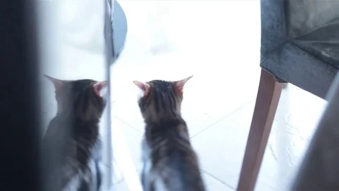 The cat walks around the apartment Stock Footage 75964099