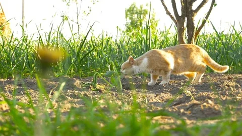 The cat walks around the garden Stock Footage 85422467