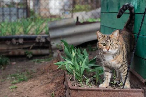 Cat walks in the backyard Stock Photos