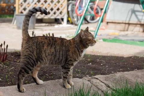 Cat walks in the backyard Stock Photos