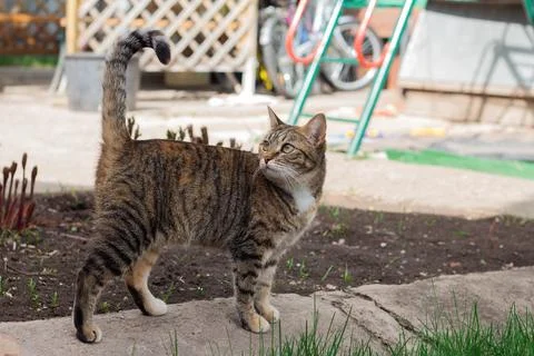 Cat walks in the backyard Stock Photos