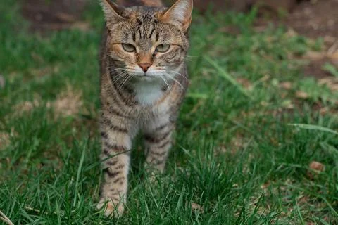 Cat walks in the backyard Stock Photos