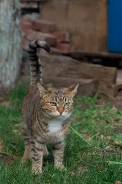 Cat walks in the backyard Stock Photos