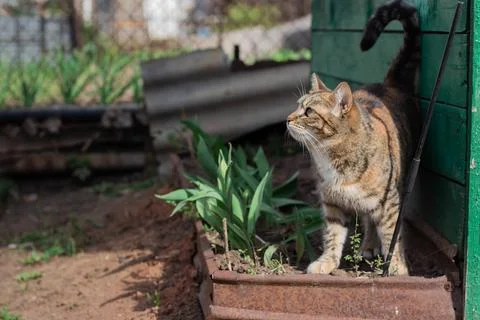 Cat walks in the backyard Stock Photos