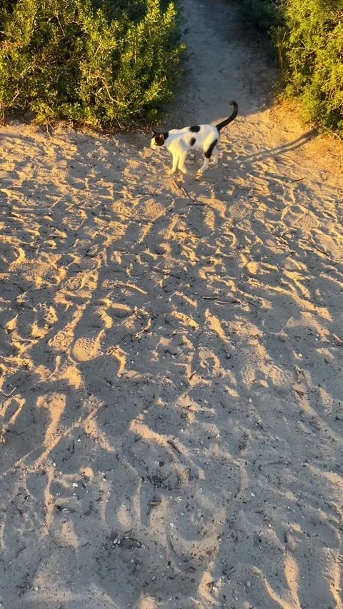 A cat walks on the beach. Cat on the beach. Vertical video  Stock Footage 287234581