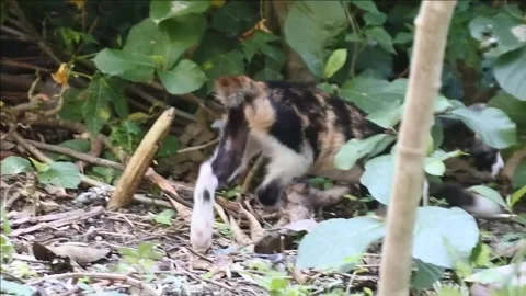 A cat walks behind the backyard Stock Footage 343087248