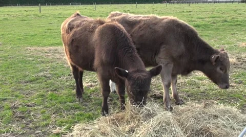 Cat walks behind two Murray Grey Calves eating hay Stock Footage 49578406