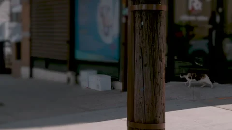 Cat Walks by Building Stock Footage 277423395