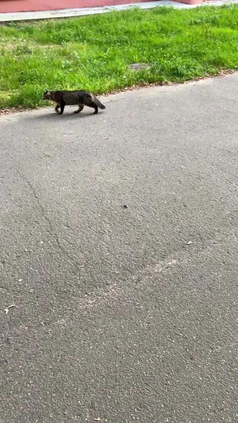 A cat walks down the road. Vertical video Stock Footage 283379529