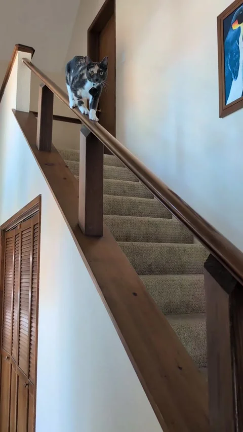 Cat Walks Down Staircase Railing, Santa Cruz, California, USA - 08 Jul 2026 Stock Footage 340238009