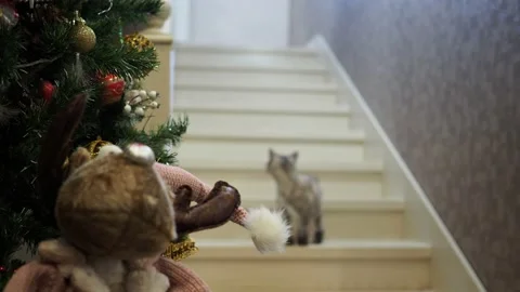 A cat walks down the steps next to a decorated Christmas tree. 스톡 동영상 168055812