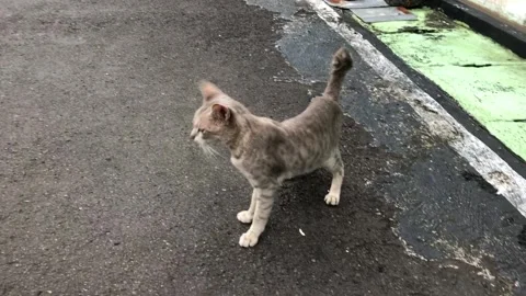 A cat walks Stock Footage 297477717