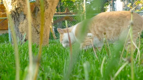 Cat walks on the garden. Stock Footage 85424417