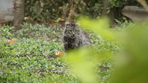 Cat walks in the garden Stock Footage 108457905