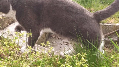 Cat walks in the garden Stock Footage 128698567