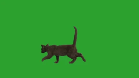 Cat walks on the green screen Stock Footage 157386267