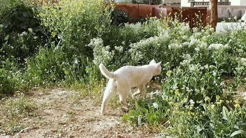 A Cat That Walks by Itself.a Cat is Walking in the Grass. Stock-Footage 74743620