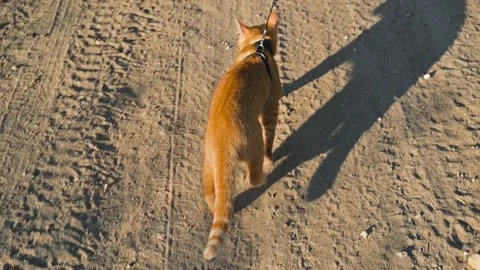 A cat walks on a leash along a dirt path in a bright outdoor setting. The cat Stock Footage 345879297