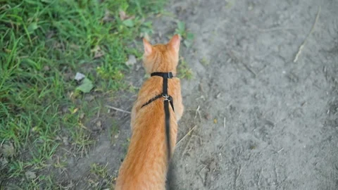 A cat walks on a leash in a grassy area, exploring its surroundings. The cat Stock Footage 345878788