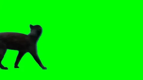 Cat walks from left side of screen to right side Stock Footage 8512920