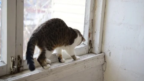 Cat walks on old narrow window sill Stock Footage 74653085