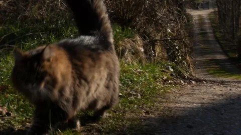 A cat walks out of frame 库存影片 126921590