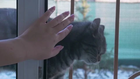 Cat walks outside the window door,  woman's hand taps on the window Stock Footage 267206843