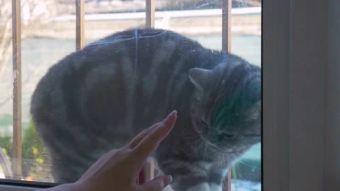 Cat walks outside the window door,  woman's hand taps on the window Stock Footage 267207264