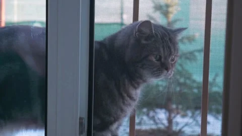 Cat walks outside the window door,  woman's hand taps on the window Stock Footage 267207268