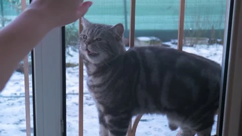 Cat walks outside the window door,  woman's hand taps on the window Stock Footage 267207274