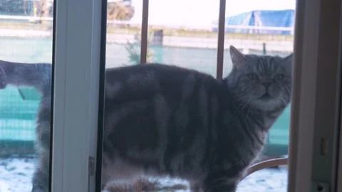 Cat walks outside the window door,  woman's hand taps on the window Stock Footage 267207295