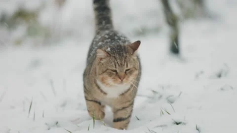 Cat walks outside in winter Stock Footage 221933672