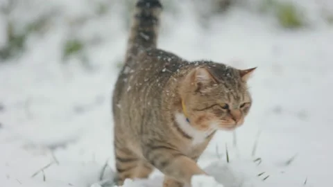 Cat walks outside in winter Video stock 222376630