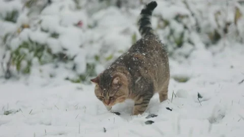Cat walks outside in winter Stock Footage 223921505