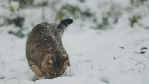 Cat walks outside in winter Stock Footage 224480120