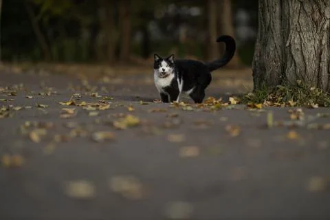 Cat walks on a path surrounded by fallen leaves near a tree during the afternoon Stock Photos