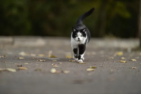 Cat walks on a path surrounded by fallen leaves in a park during the afternoon Stock Photos