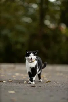 Cat walks on a path surrounded by trees on a sunny day in a park Stock Photos