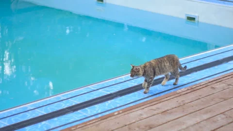 Cat walks by the pool Stock-Footage 116432010