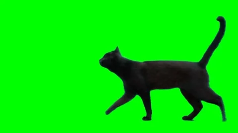 Cat walks from right side of screen to left side. Stock Footage