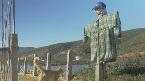 Cat walks by the Scarecrow Video stock 62451084