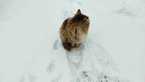 A cat walks in the snow (1) Stock-Footage 296905851