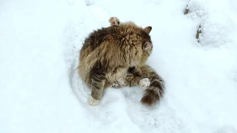 A cat walks in the snow (2) Stock Footage 296906668