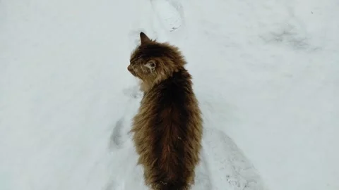 A cat walks in the snow (3) Stock Footage 296904791
