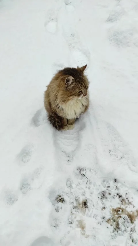 A cat walks in the snow (4) Video stock 296905920
