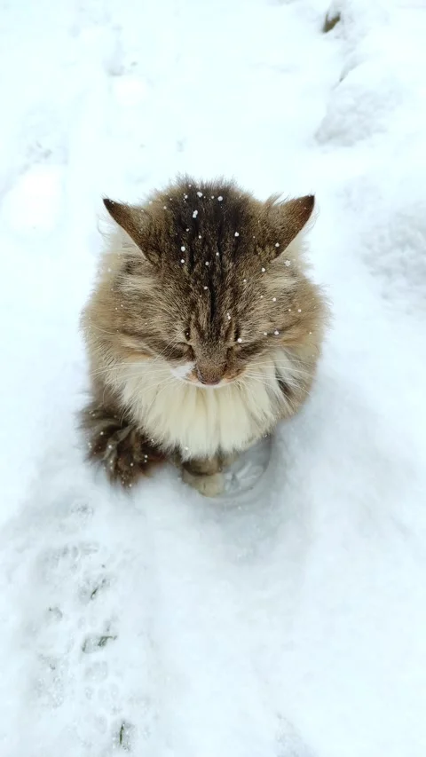 A cat walks in the snow (5) Stock-Footage 296908159