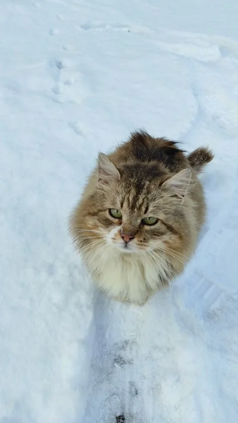 A cat walks in the snow (6) Stock Footage 296908716